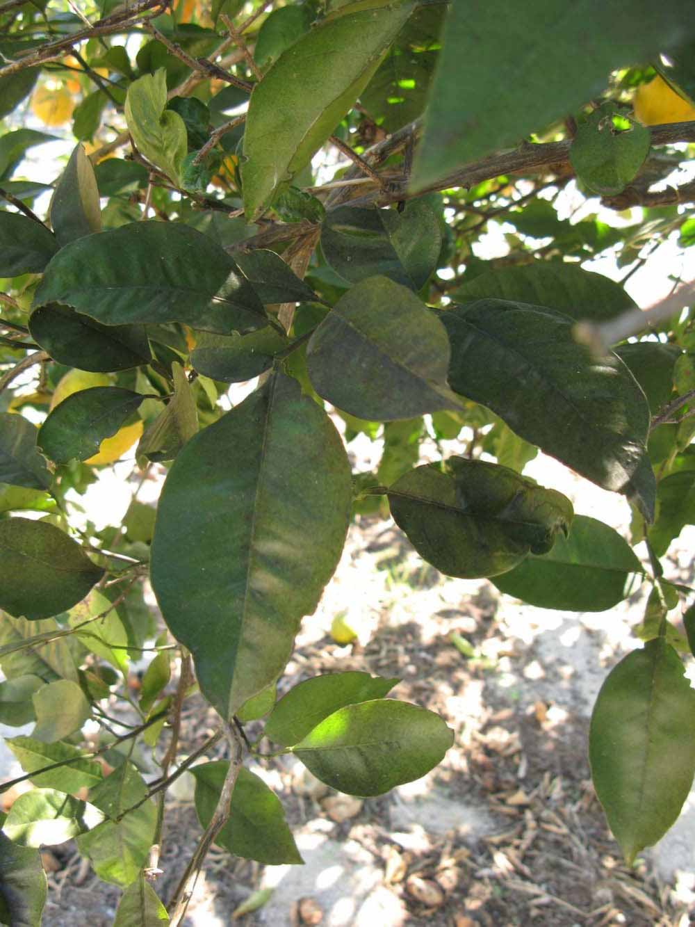            Shade leaves (Winter Haven, FL)   